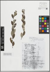Foto von Salix repens L.
